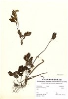 藏品(揚子毛茛(辣子草))的圖片